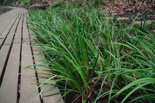 セキショウ 石菖蒲 の花言葉 花言葉がないって本当 効果 効能は Greensnap グリーンスナップ