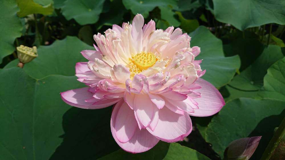 ハスの花