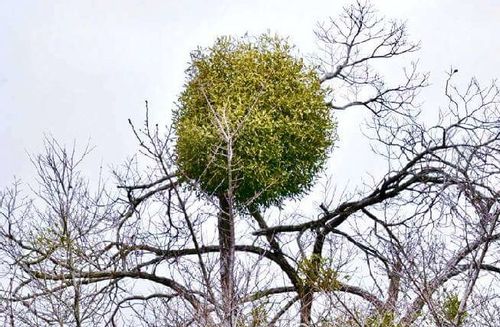 ヤドリギ 宿り木 の花言葉 意味や由来 実の特徴とは Greensnap グリーンスナップ