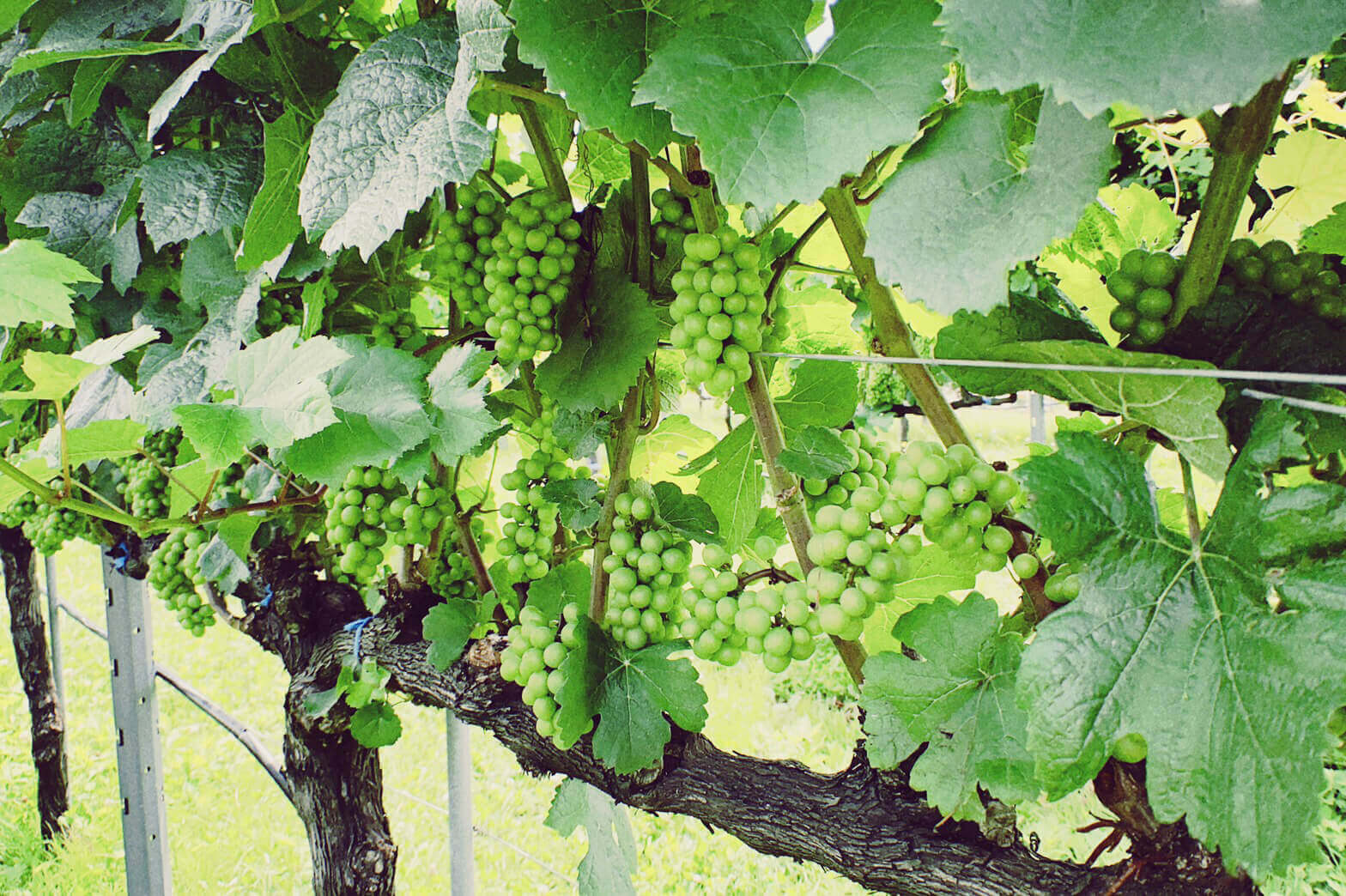 ブドウ 葡萄 の花言葉 意味や由来は 花や実の特徴 季節は Greensnap グリーンスナップ