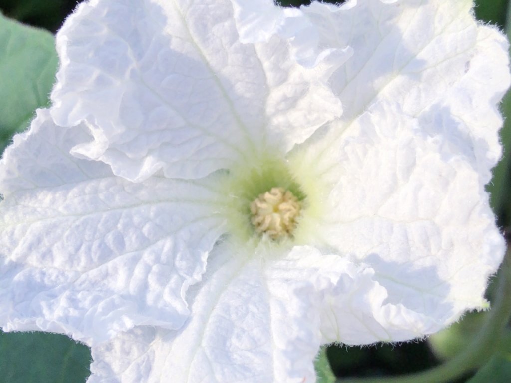 夕顔　ユウガオ