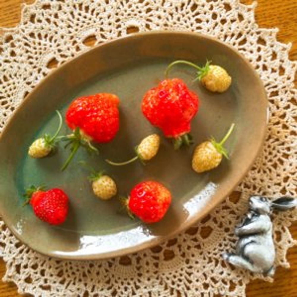 ホワイトワイルドストロベリー