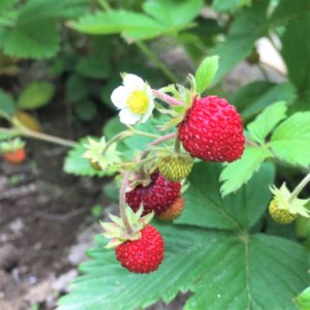 ワイルドストロベリー