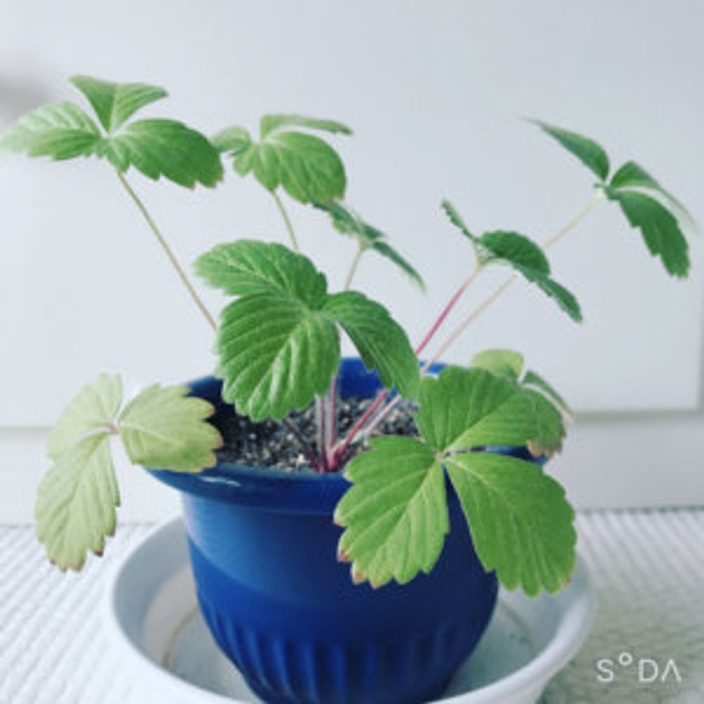 ワイルドストロベリー