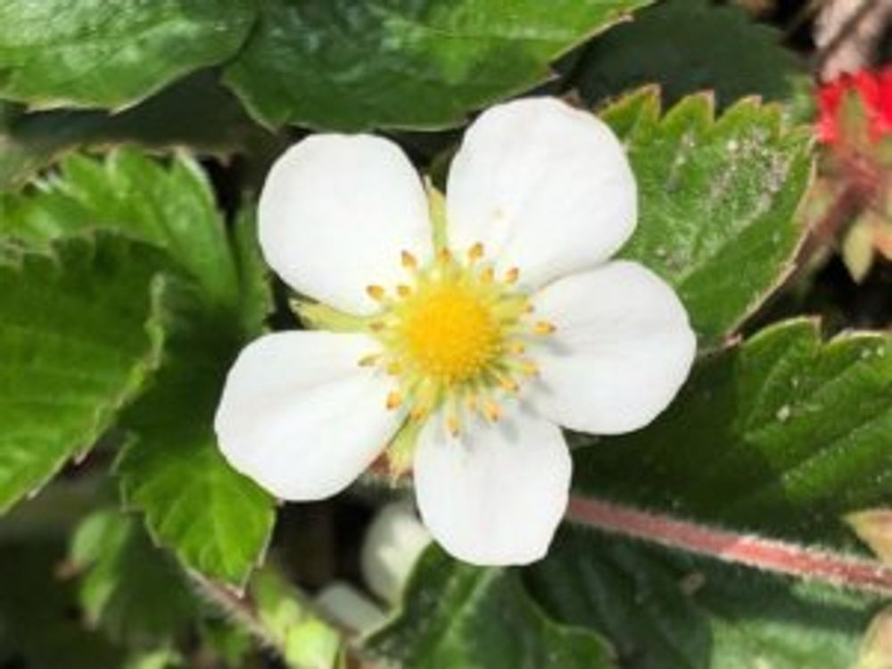 ワイルドストロベリー