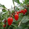 クコの花言葉｜花や実の特徴、効果効能は？の画像