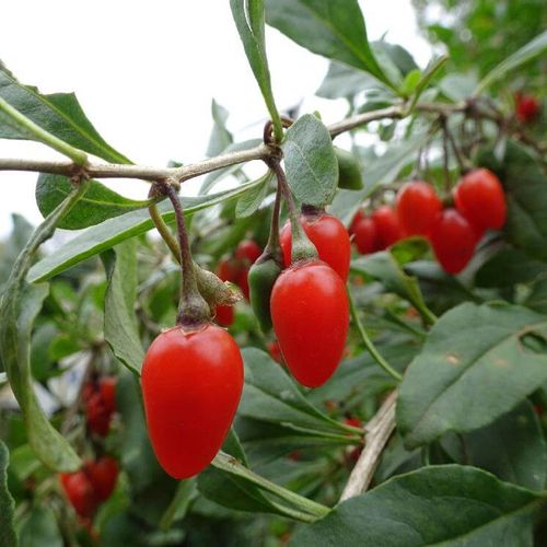 クコの花言葉 花や実の特徴 効果効能は Greensnap グリーンスナップ