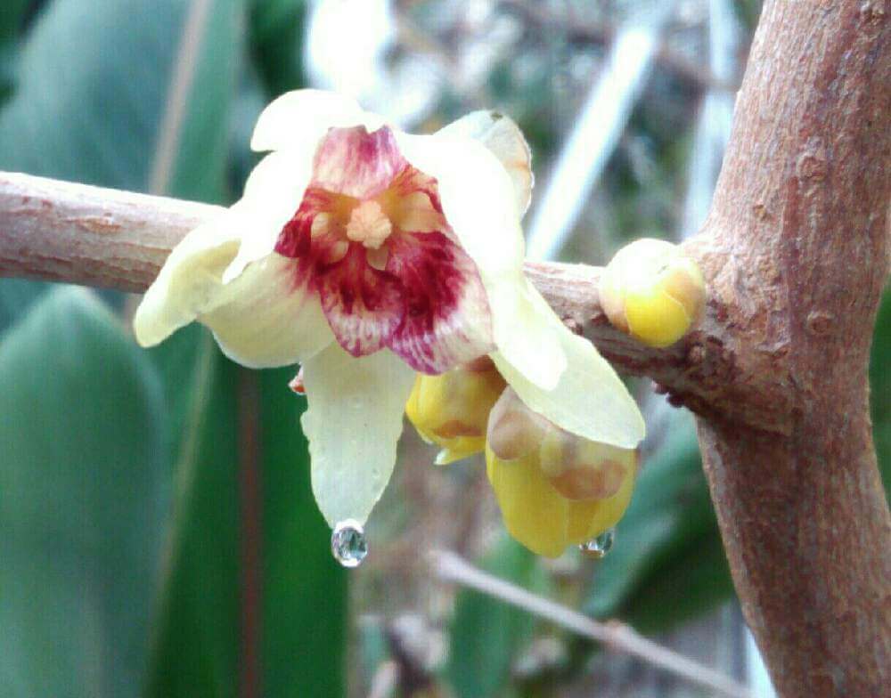 ロウバイ 蝋梅 の花言葉 花の香りや実の特徴 種類はあるの Greensnap グリーンスナップ