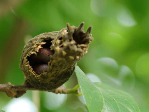 蝋梅 ロウバイ の花言葉 花と実の特徴は どんな香り 毒があるって本当 Greensnap グリーンスナップ