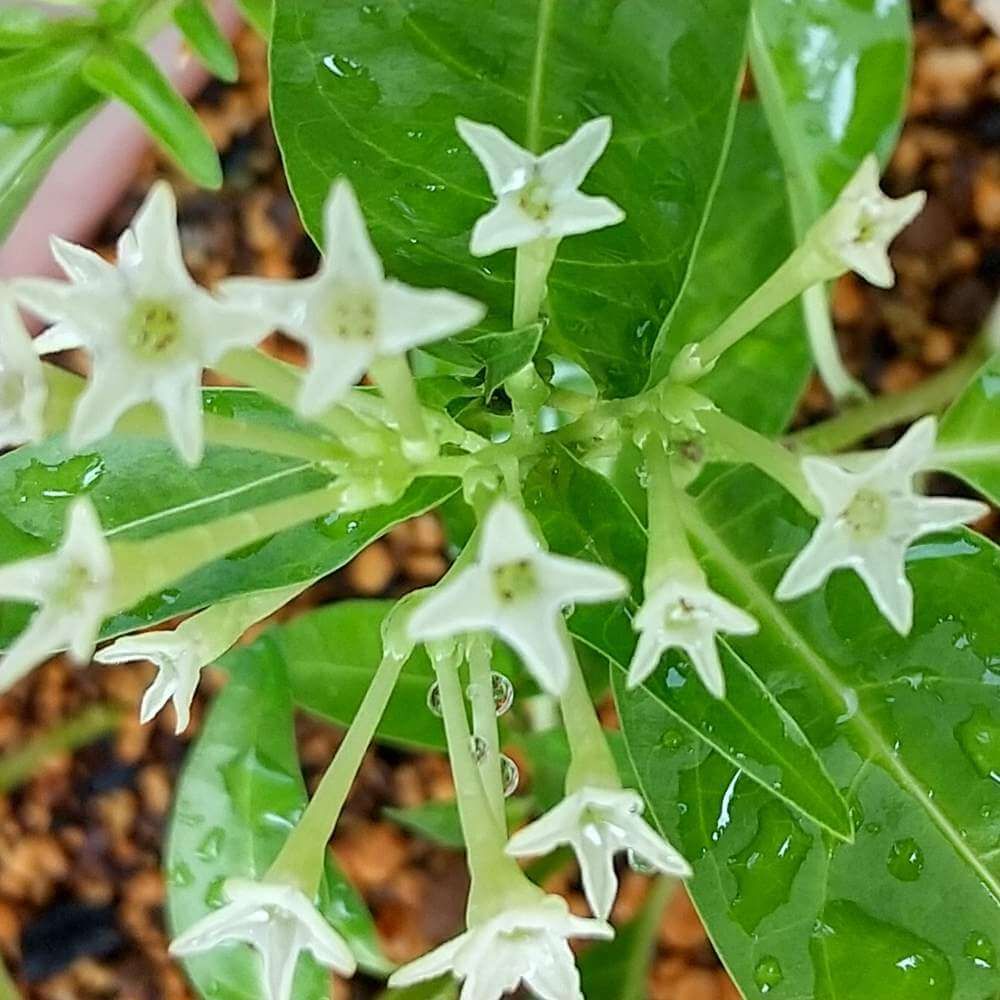 ナイトジャスミン