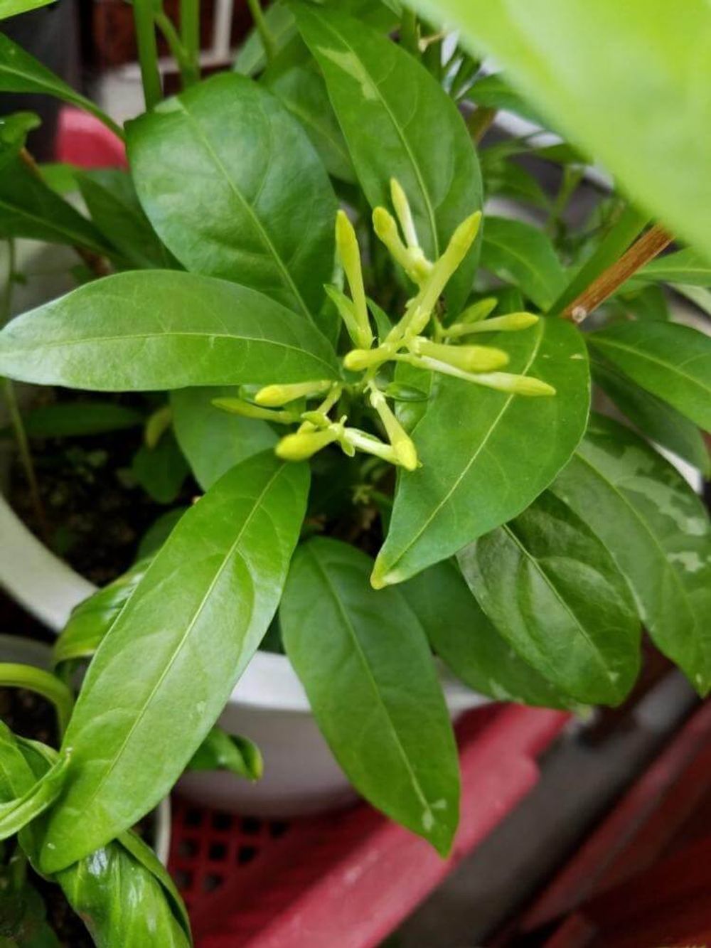 ナイトジャスミン