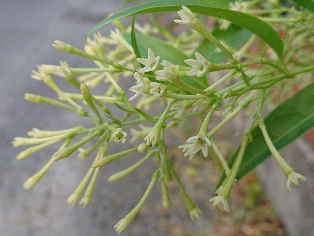 ナイトジャスミン