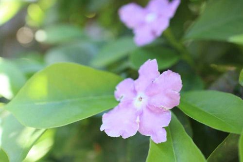 ニオイバンマツリの花言葉 花の特徴は 香りは夜に強くなる Greensnap グリーンスナップ