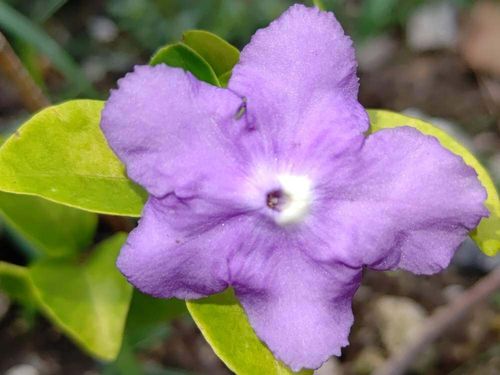 ニオイバンマツリの花言葉 花の特徴は 香りは夜に強くなる Greensnap グリーンスナップ