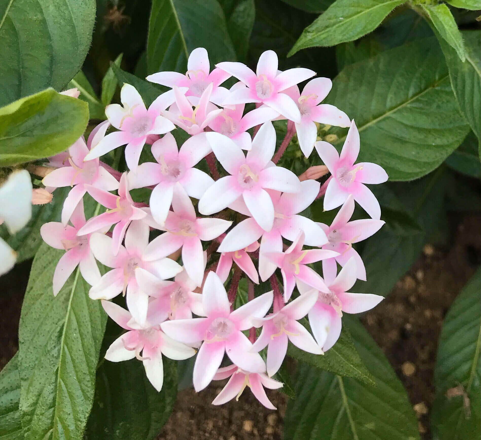 ペンタスの花言葉 色別の意味や由来は 種類 品種 花の特徴は Greensnap グリーンスナップ
