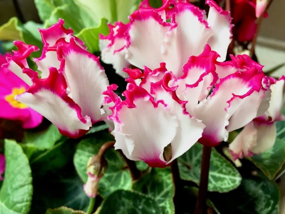 ガーデンシクラメン 