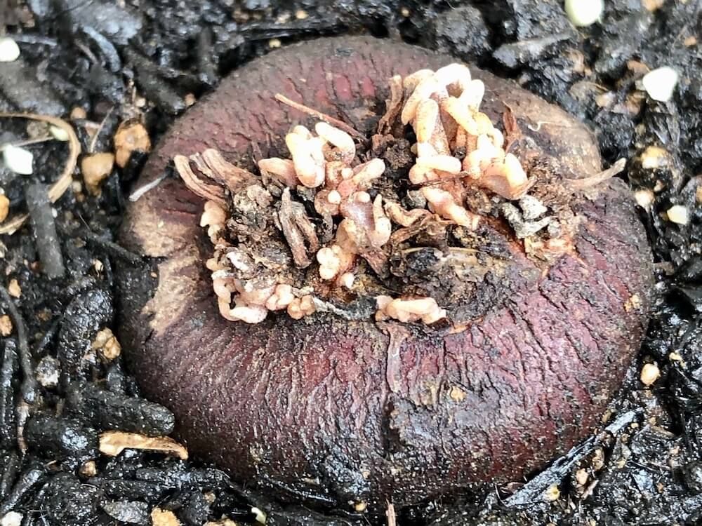 ガーデンシクラメン