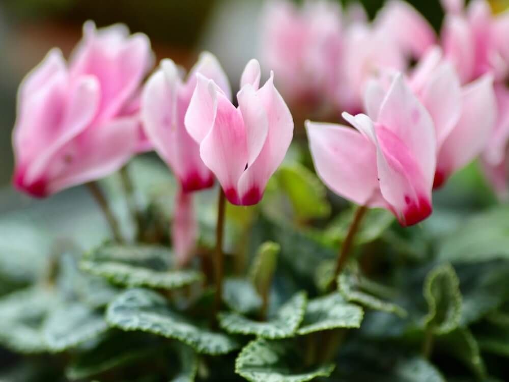 ガーデンシクラメン 