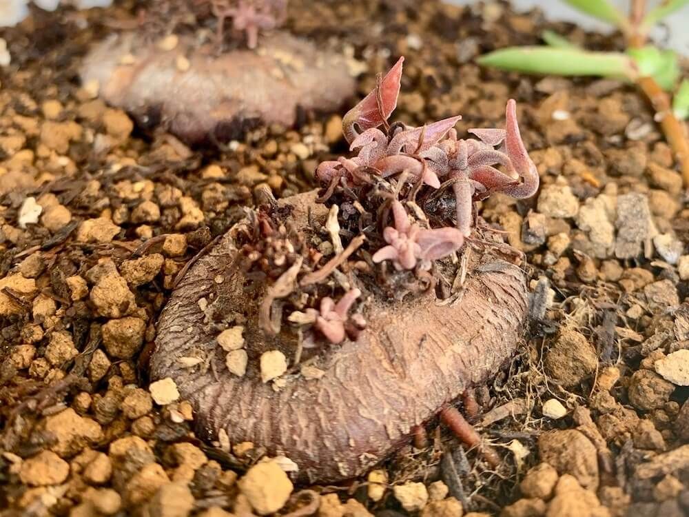 ガーデンシクラメン 