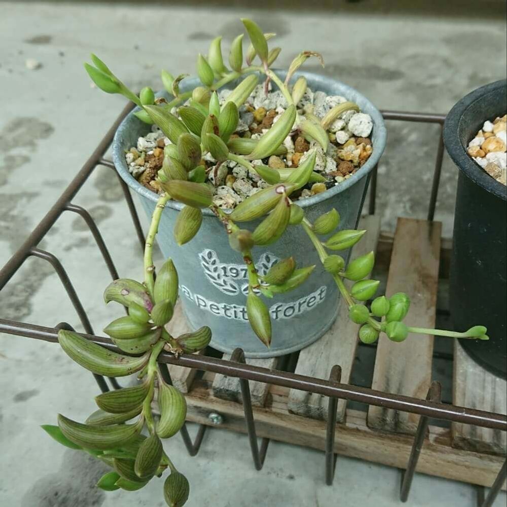 三日月ネックレス