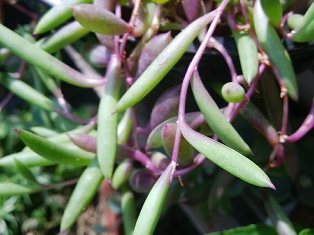 三日月ネックレス