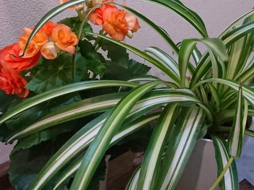 オリヅルラン 折鶴蘭 の花言葉 意味や花の特徴 名前の由来は Greensnap グリーンスナップ