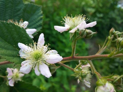 ブラックベリーの花言葉 花や実の特徴 効能は Greensnap グリーンスナップ