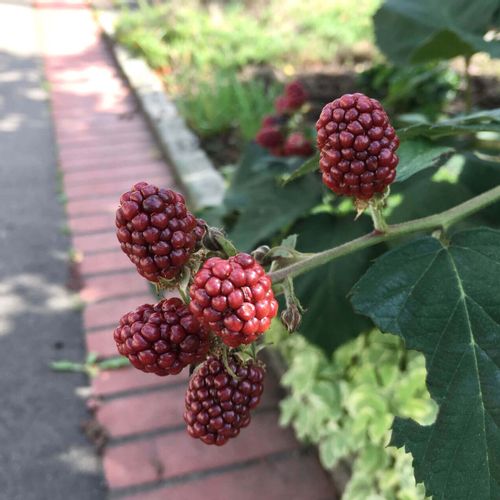 ブラックベリーの花言葉 花や実の特徴 効能は Greensnap グリーンスナップ