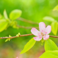 マルメロ(西洋カリン)の花言葉｜意味や由来は？実の栄養や効能は？の画像