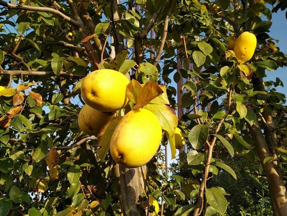 マルメロ　西洋かりん　黄色い実