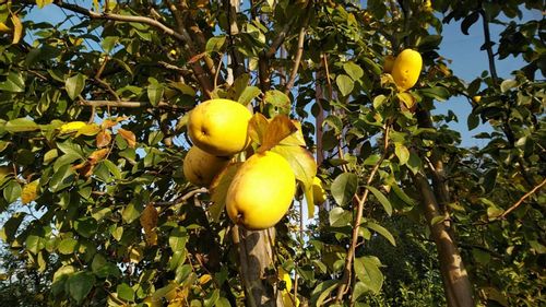 9月の誕生花 日別の花一覧と花言葉は 9月生まれの人に贈ろう Greensnap グリーンスナップ