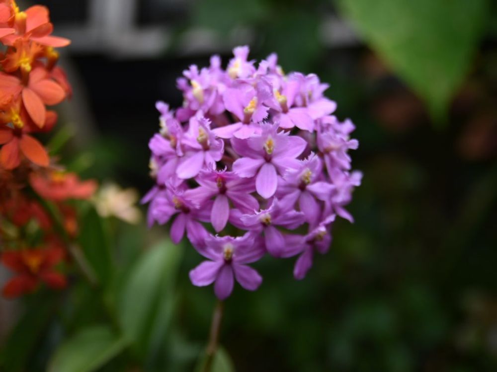 エピデンドラム