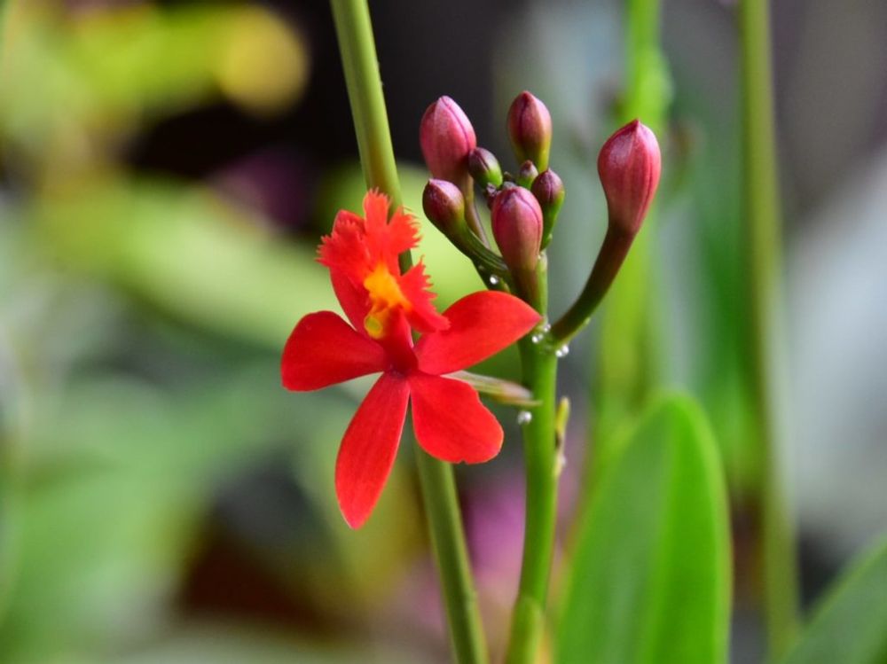 エピデンドラム