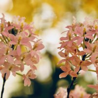 エピデンドラムの花言葉｜意味や由来は？人気の品種、花の特徴は？の画像