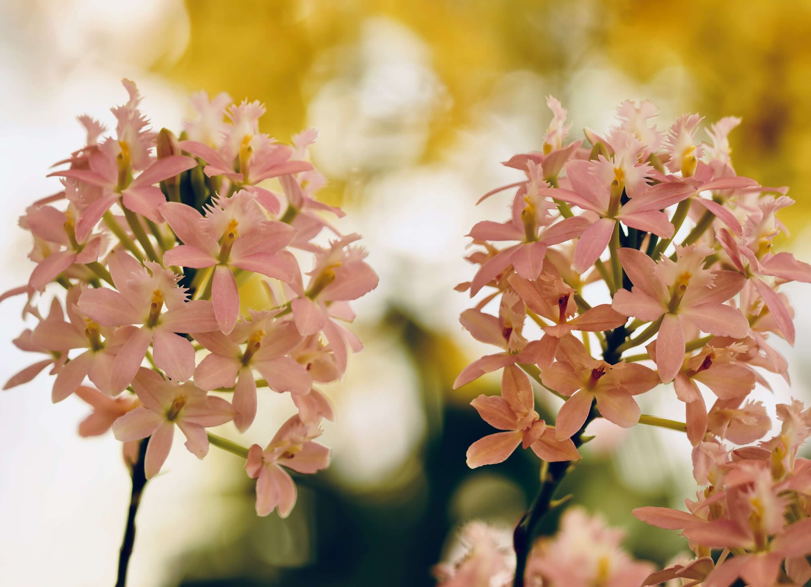 エピデンドラムの花言葉 意味や由来は 人気の品種 花の特徴は Greensnap グリーンスナップ