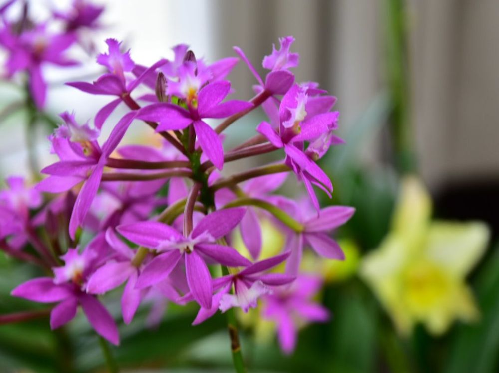 エピデンドラム