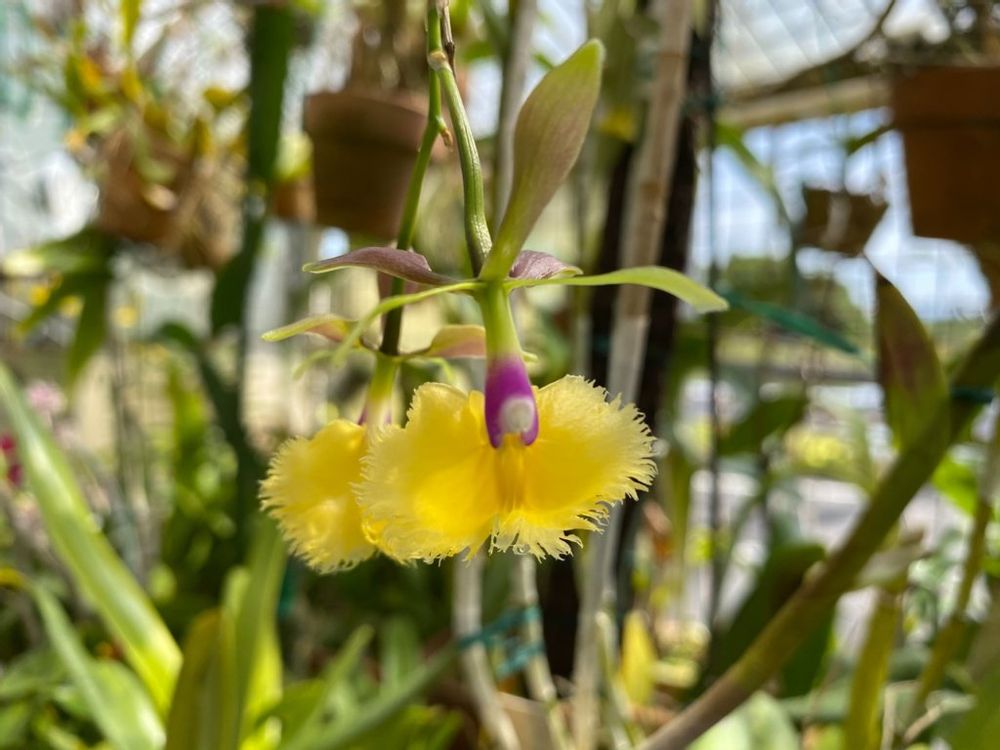 エピデンドラム