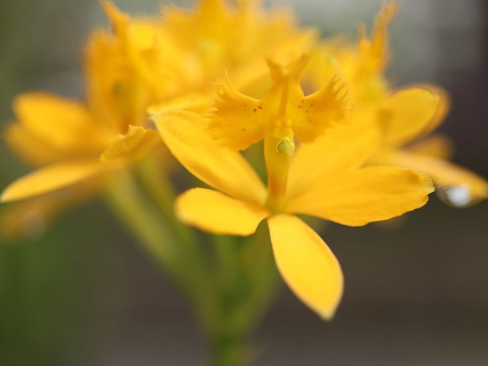 エピデンドラム