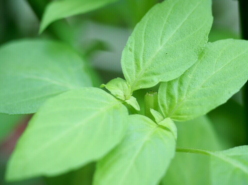 レモンバジル　葉