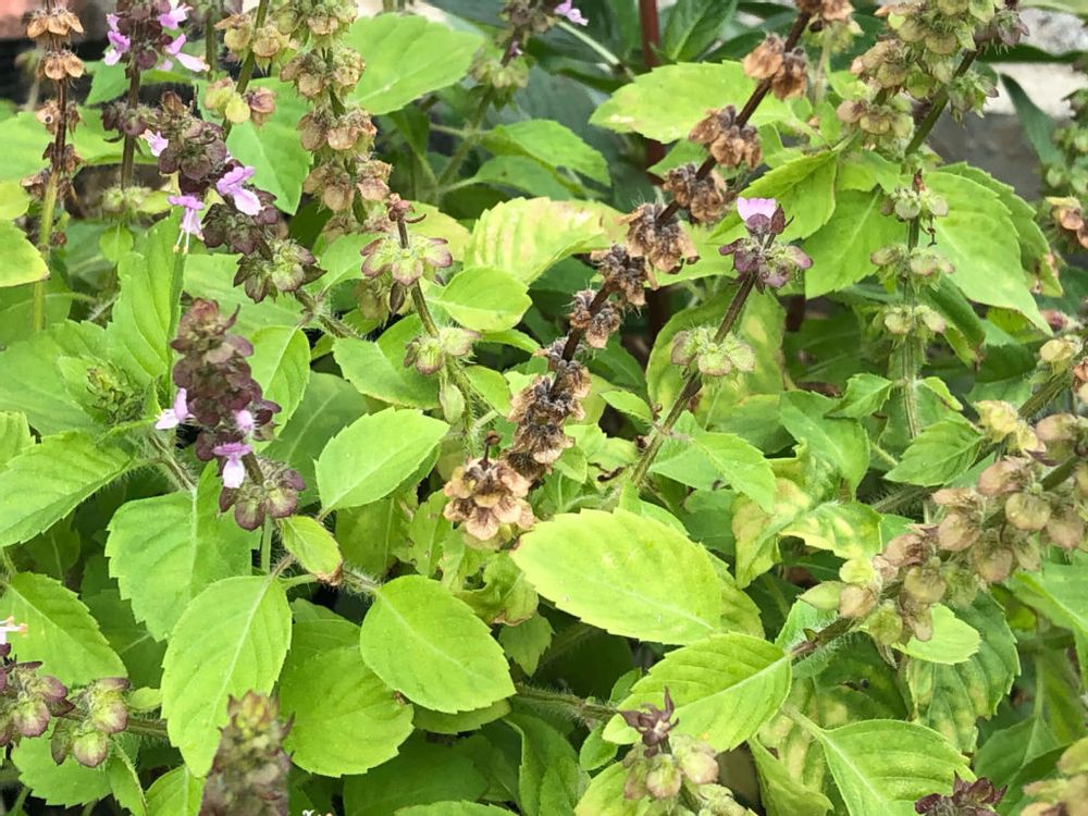 ホーリーバジル　葉　ピンク色の花