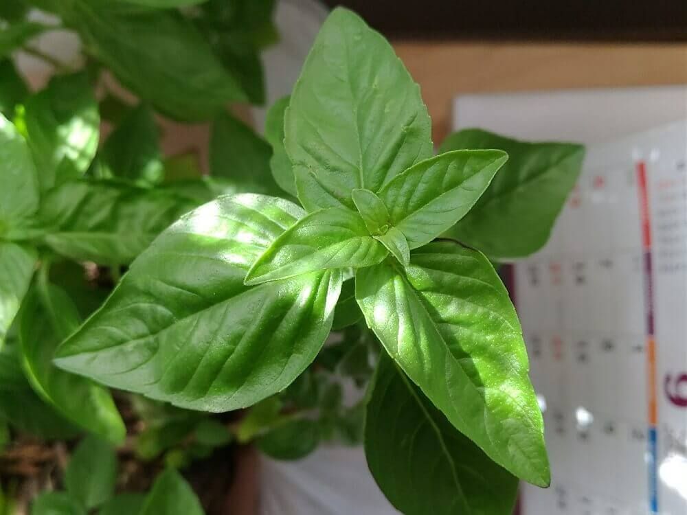 スイートバジル　葉　斜光