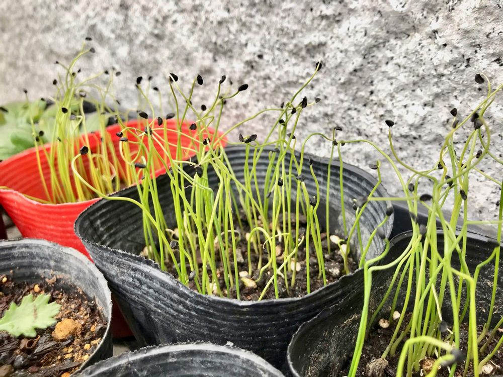 葉ネギ　九条ネギ　万能ネギ　小ネギ　家庭菜園　プランター