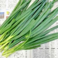 葉ネギ(九条ネギ・万能ネギ)の育て方｜プランター栽培もできる？苗の植え方は？の画像