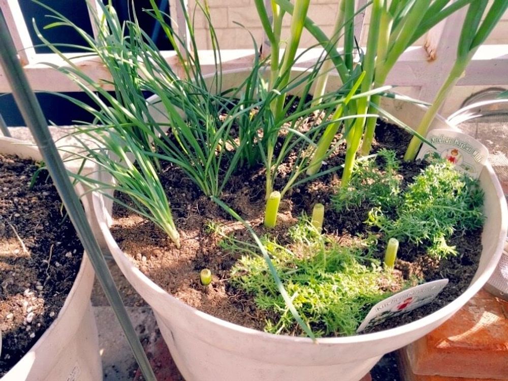 葉ネギ　九条ネギ　万能ネギ　小ネギ　家庭菜園　プランター