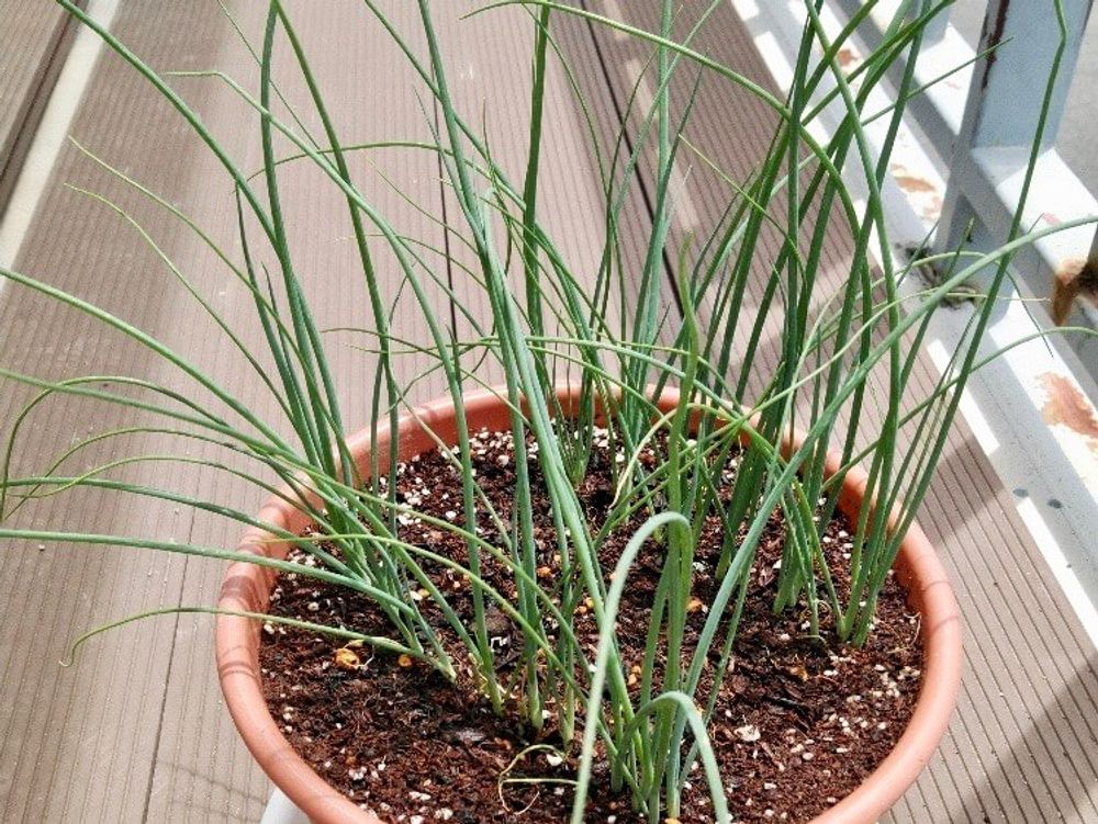 葉ネギ　九条ネギ　万能ネギ　小ネギ　家庭菜園　プランター