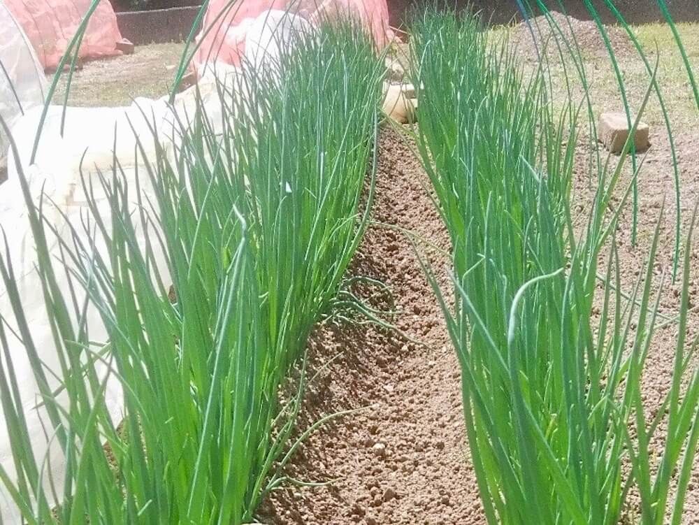 葉ネギ　九条ネギ　万能ネギ　小ネギ