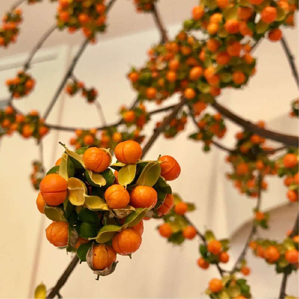 ツルウメモドキ