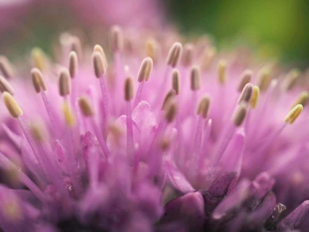 アリウムの花言葉 由来や花の種類 見頃の季節は Greensnap グリーンスナップ