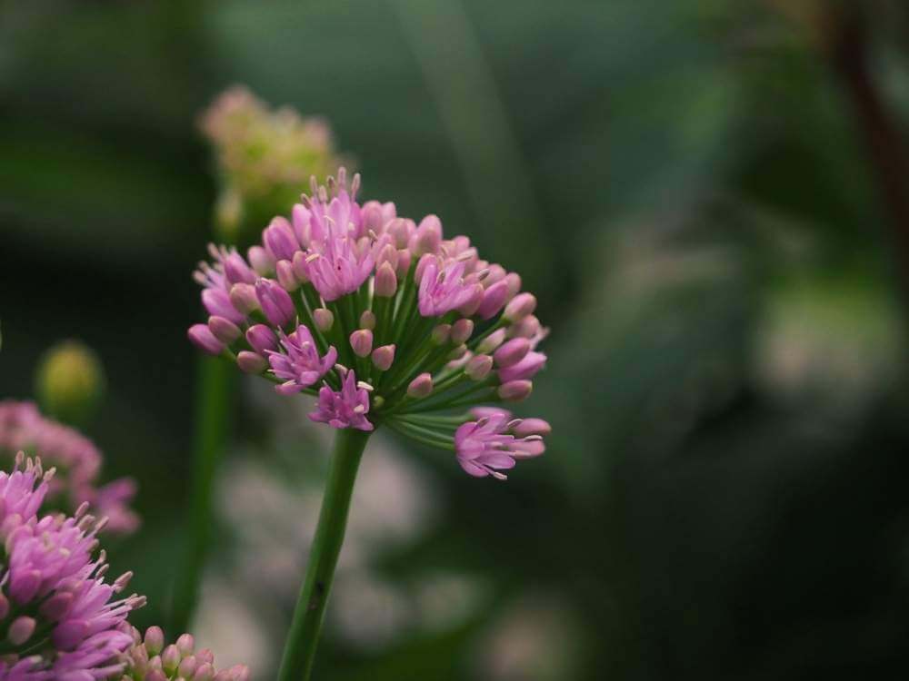 アリウムの花言葉 由来や花の種類 見頃の季節は Greensnap グリーンスナップ
