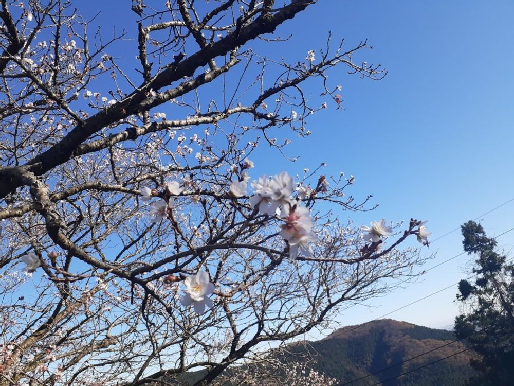 冬桜